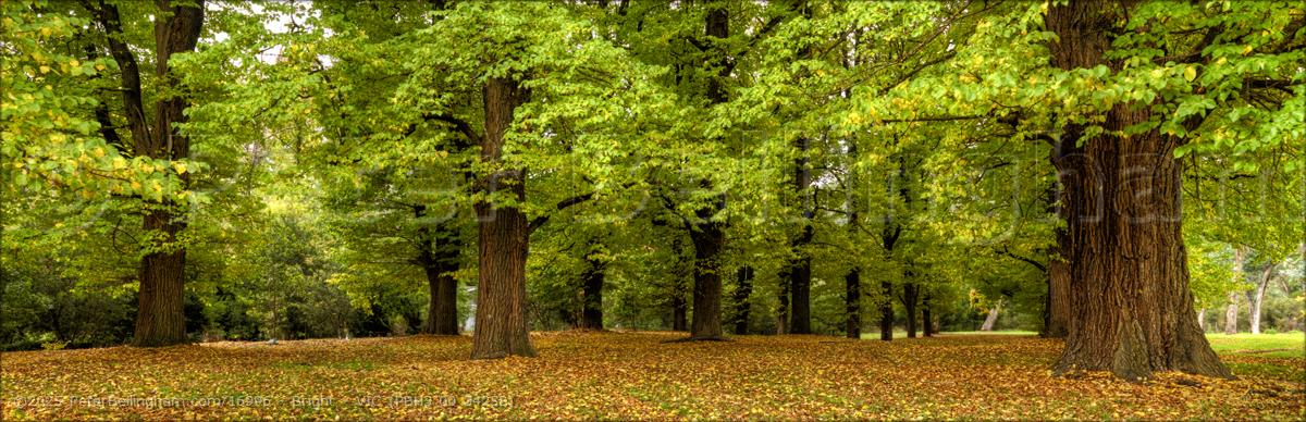 Peter Bellingham Photography Bright - VIC (PBH3 00 34258)